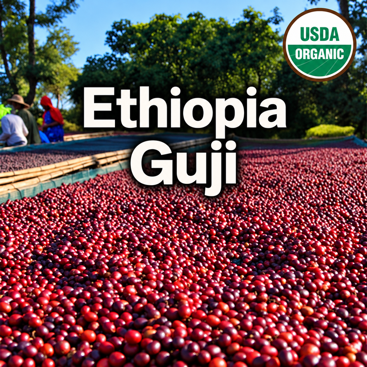 Ethiopia Guji Hambela G1