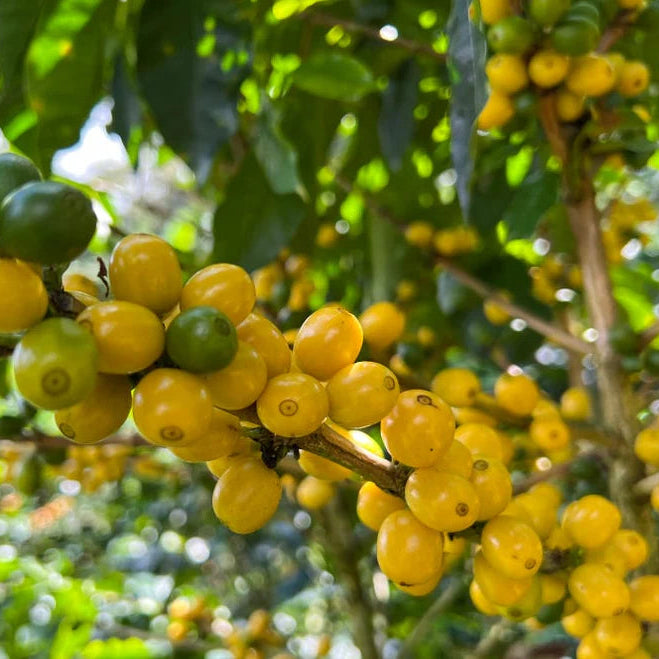 Honduras Yellow Catuaí