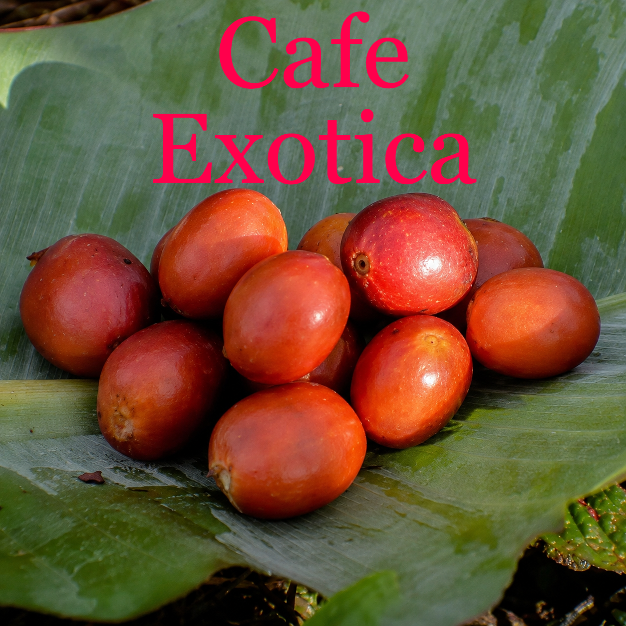 Cafe Exotica