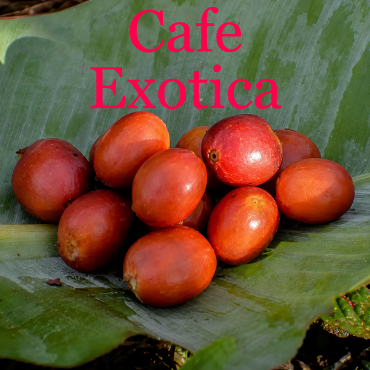 Cafe Exotica