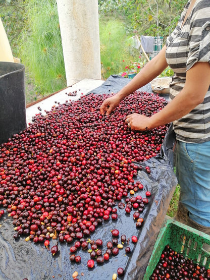 Colombia Caicedo