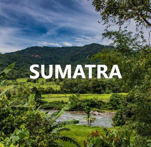 Sumatra Mandheling G1 TP